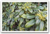 Daphne / Spurge-Laurel Invasive Species