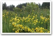 Yellow Flag Iris Invasive Species